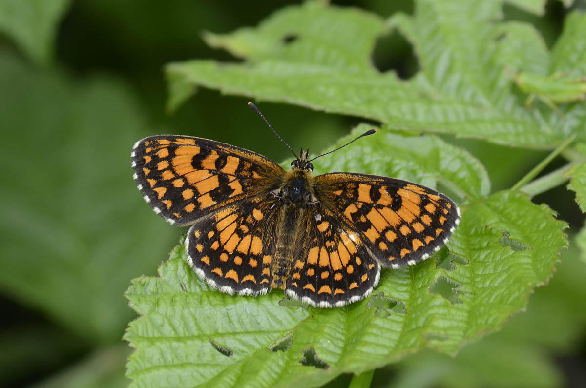 Melitaea da id.